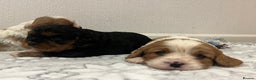 Cavalier King Charles Spaniel dogs for sale: Cavalier King Charles puppy’s  - Advert 16