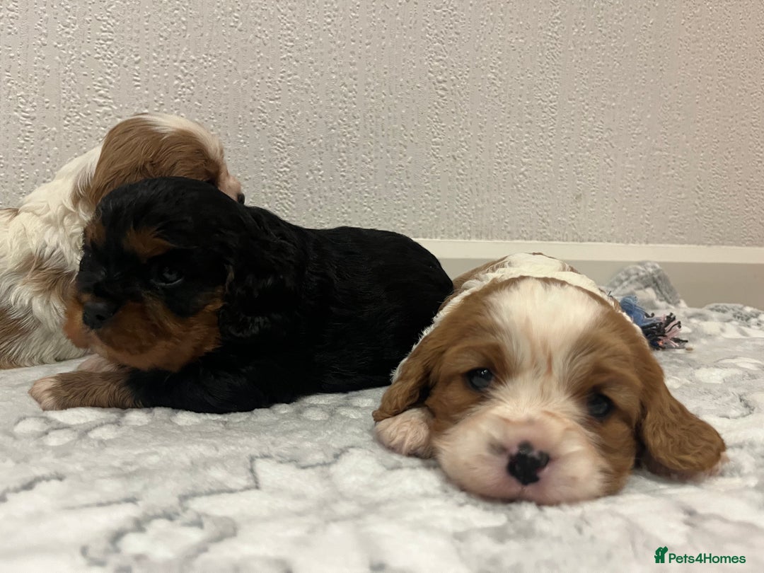 Cavalier King Charles Spaniel dogs for sale: Cavalier King Charles puppy’s  - Advert 16