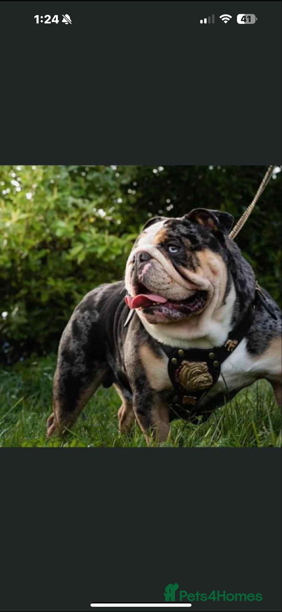 English Bulldog dogs for sale: 10 week old English bulldog  - Advert 7