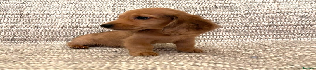 Miniature Dachshund Puppy 3