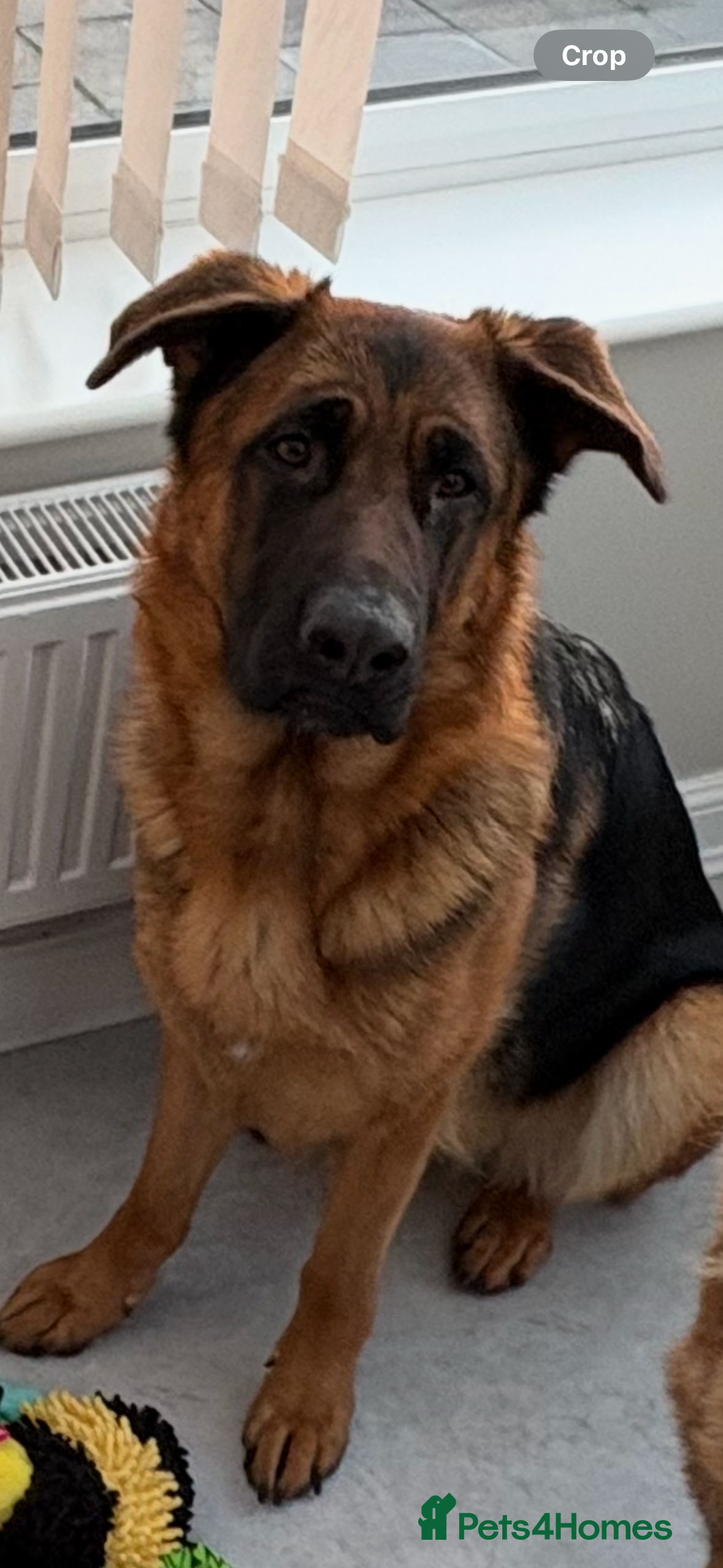 German Shepherd dogs 1 Year Old Female German Shepherd - Advert 4