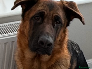 German Shepherd dogs 1 Year Old Female German Shepherd - Advert 2