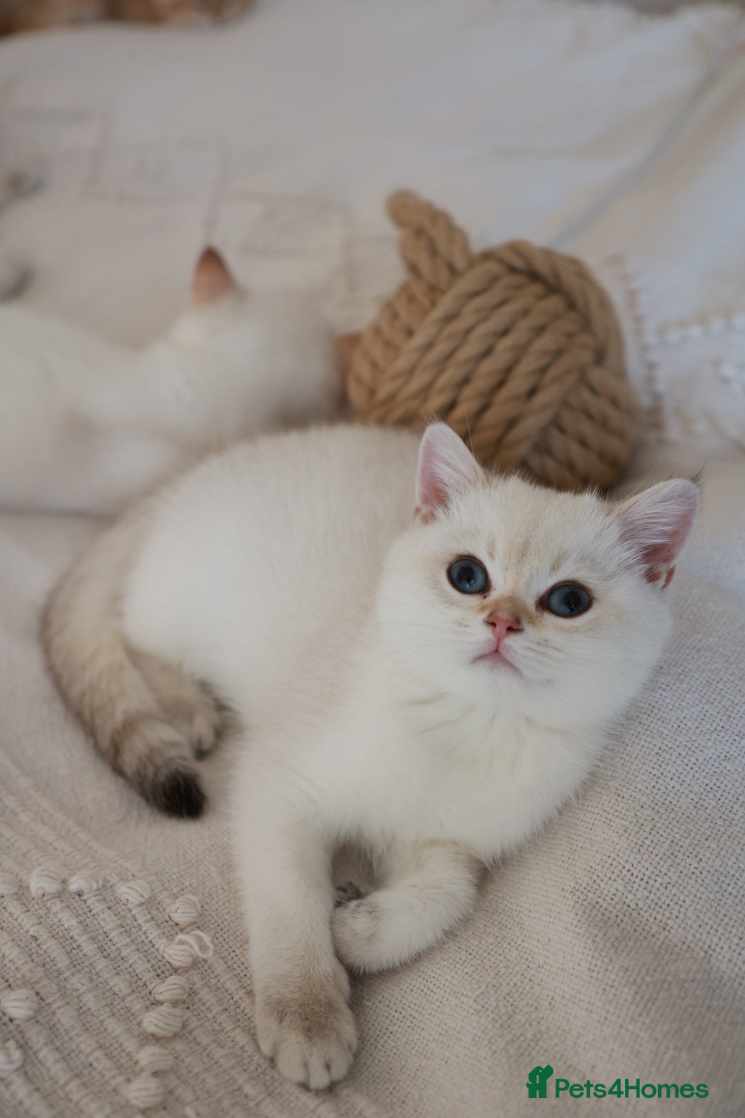 British Shorthair cats for sale: TICA British Shorthair Kittens Champion bloodline in Bedford - Image 19