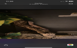 Leopard Gecko reptiles for sale: Leopard gecko for sale (with all accessories) - Image 6