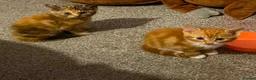 Mixed Breed cats for sale: Ginger kittens  - Advert 5