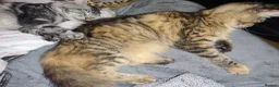 Maine Coon cats for sale: Male maine coon needs forever home - Advert 2