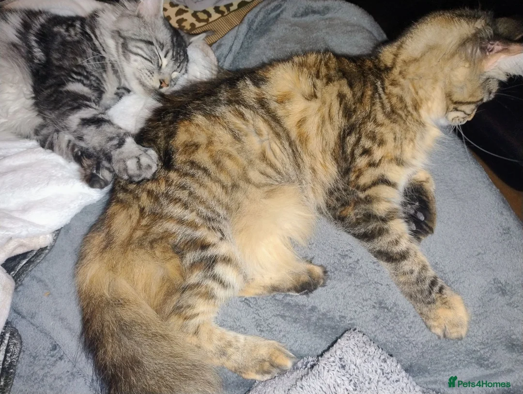 Maine Coon cats for sale: Male maine coon needs forever home - Advert 2
