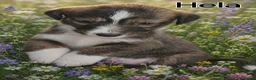 Lurcher dogs for sale: Beautiful Lurcher pups - Advert 18