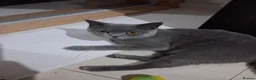 British Shorthair cats for sale: Pj, daisy and boujie in London - Advert 20
