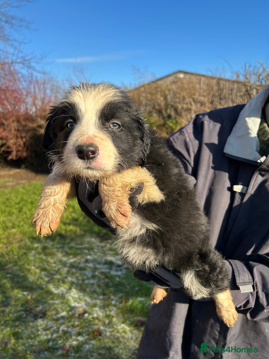 Border Collie dogs for sale: BEAUTIFUL BORDER COLLIE PUPS - Advert 10