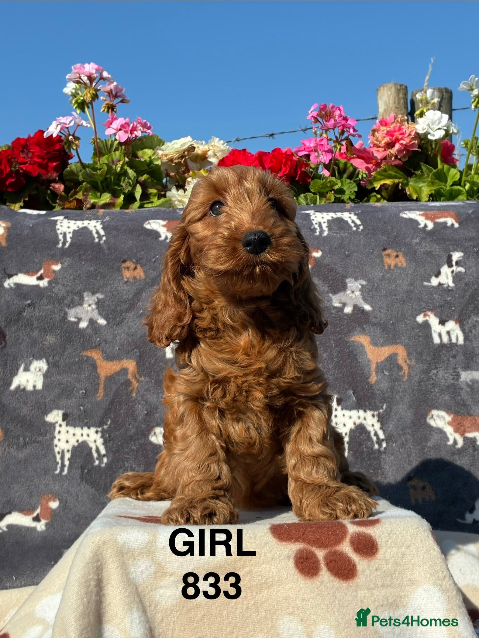 Cockapoo dogs F1 Cockapoo Puppies Available - Advert 2