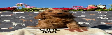 Cockapoo 6