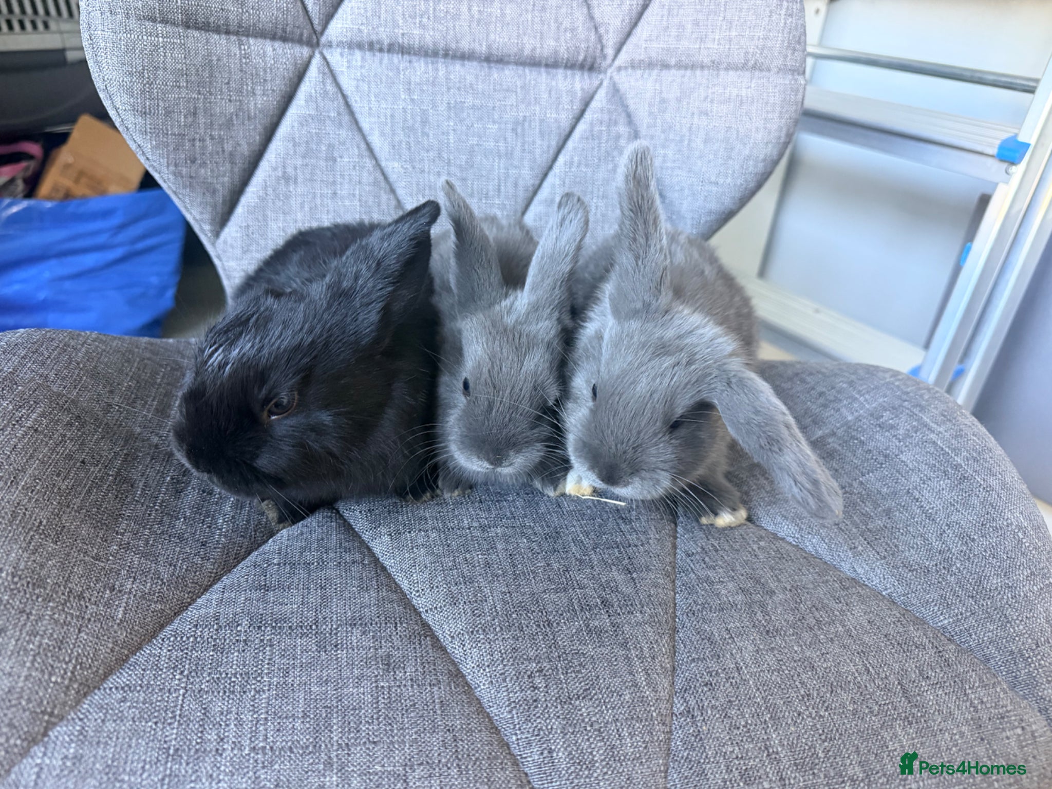 Mini Lop rabbits Adorable mini lop bunnies!  - Advert 2