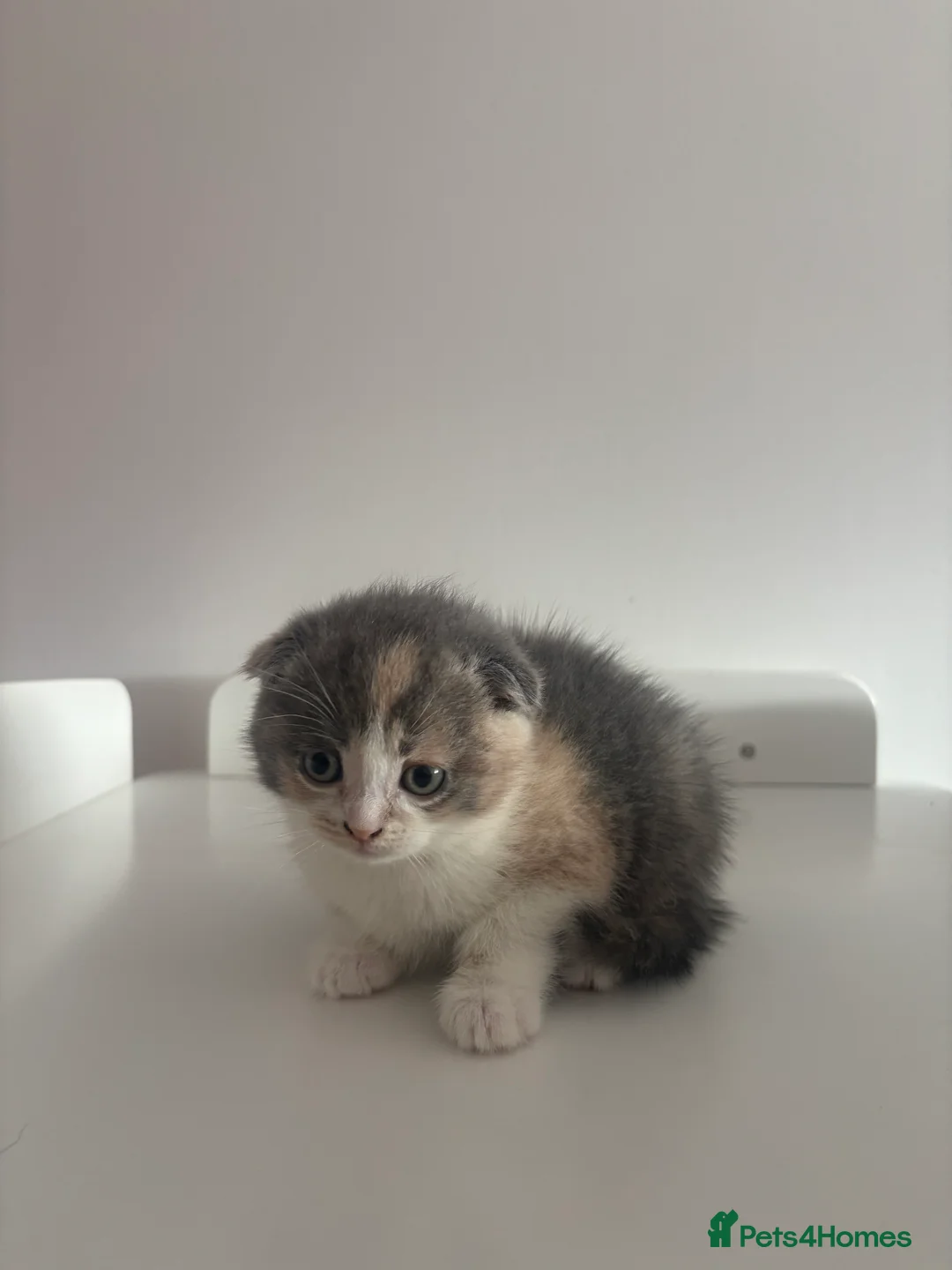 Scottish Fold cats for sale: FEMALE KITTEN READY NOW - Advert 7