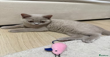 British Shorthair cats - Advert 9