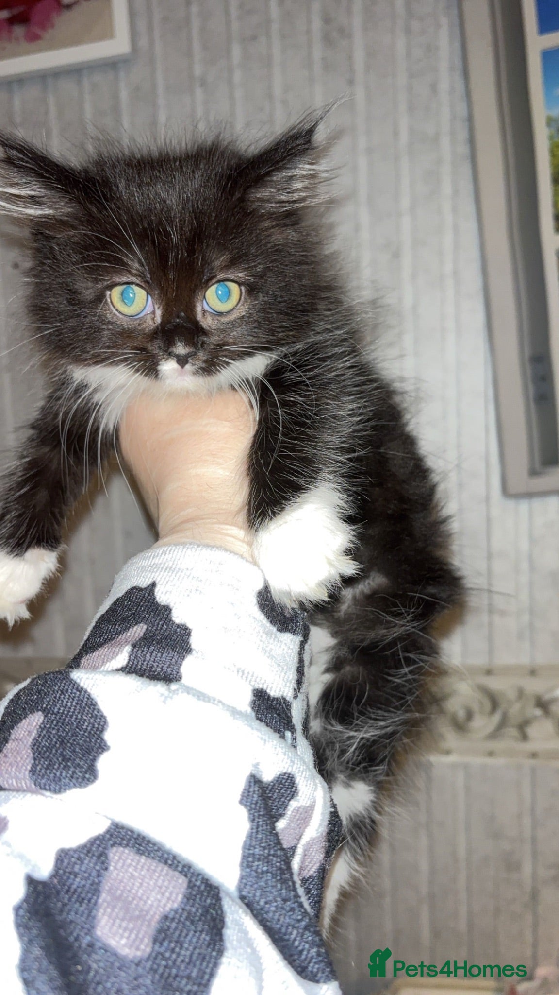 Mixed Breed cats Ragdoll cross kittens - Advert 9