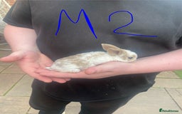 French Lop rabbits for sale: Baby lops in Hexham - Image 12