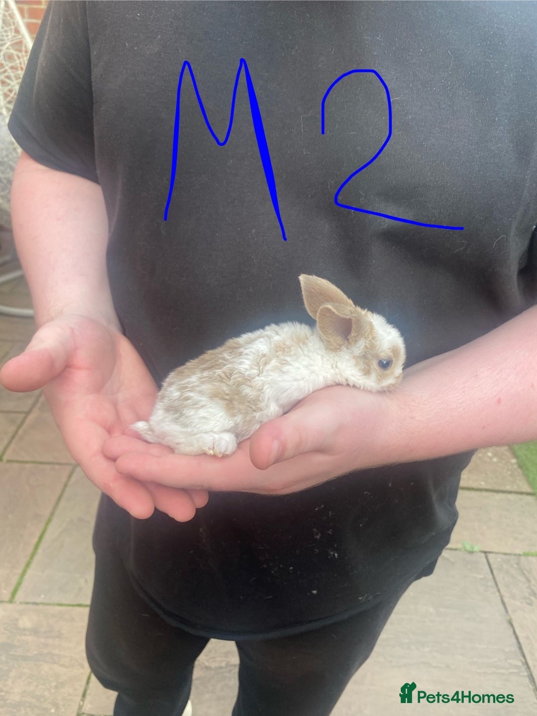 French Lop rabbits for sale: Baby lops in Hexham - Image 12