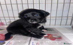 Mixed Breed dogs for sale: Sprollie Puppies  - Image 11