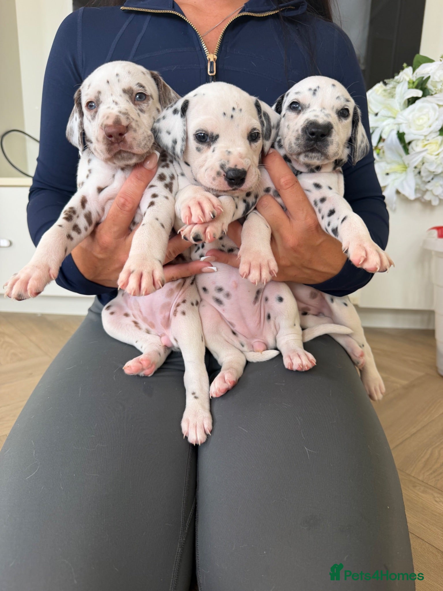 Dalmatian dogs 🐾🏆3 FEMALES AVAILABLE! Dalmatian puppies🏆🐾 - Advert 2