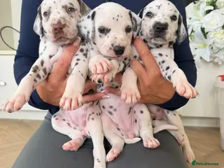 Dalmatian dogs 🐾🏆3 FEMALES AVAILABLE! Dalmatian puppies🏆🐾 - Advert 2