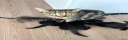 Mixed Breed cats for sale: Black &Tabby Kittens – Lovingly Raised, Ready soon in Feltham - Advert 10