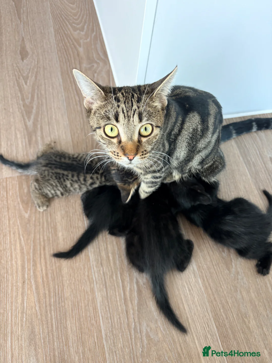 Mixed Breed cats for sale: Black &Tabby Kittens – Lovingly Raised, Ready soon in Feltham - Advert 10