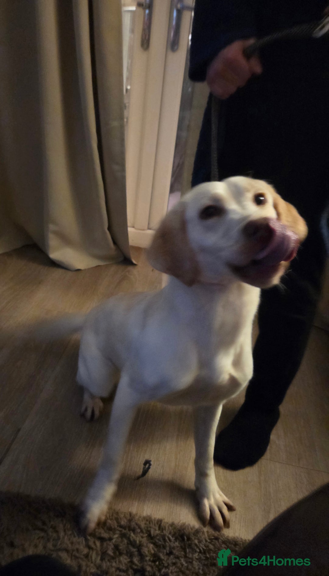 Labrador Retriever dogs for sale: Kc registered champagne labrador bitch - Advert 5