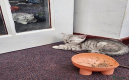 British Shorthair cats for sale: Active cute British short hair - Image 3