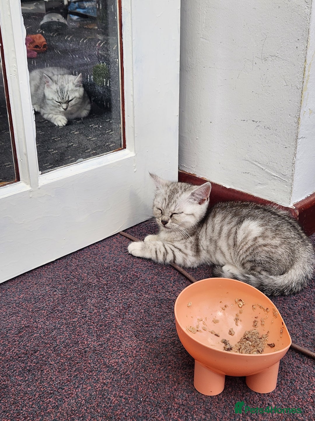 British Shorthair cats for sale: Active cute British short hair - Image 3