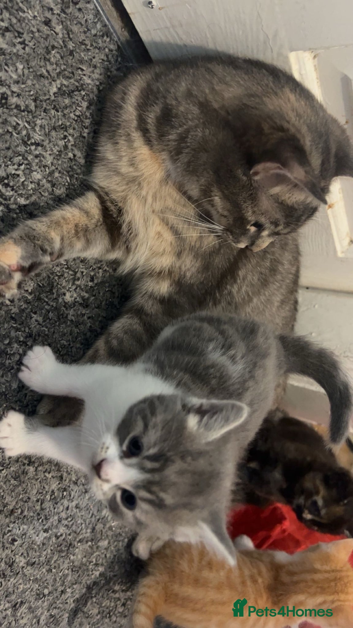 Mixed Breed cats Need a loving home to mixed breed kittens - Advert 1