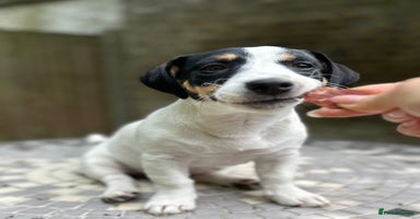 Jack Russell dogs - Advert 4
