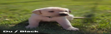 Labrador Retriever Puppy Black