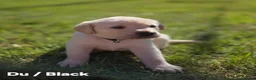Labrador Retriever dogs for sale: 4 beautiful Labrador boys for family/work buddy in Aberaeron - Advert 18