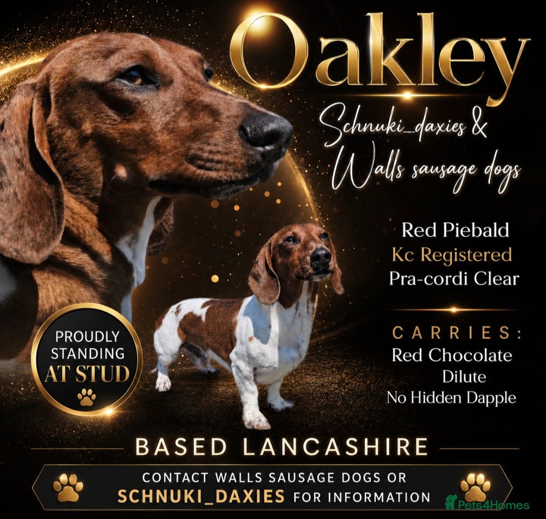 Miniature Dachshund dogs Red Piebald Miniature Dachshund  - Advert 19