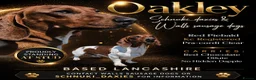 Miniature Dachshund dogs for stud: Red Piebald Miniature Dachshund  - Advert 1