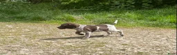German Shorthaired Pointer dogs for sale: Choice of two sisters  - Advert 4
