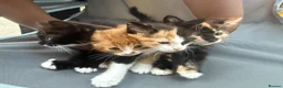 Mixed Breed cats for sale: Mix Breed Kittens - Advert 11