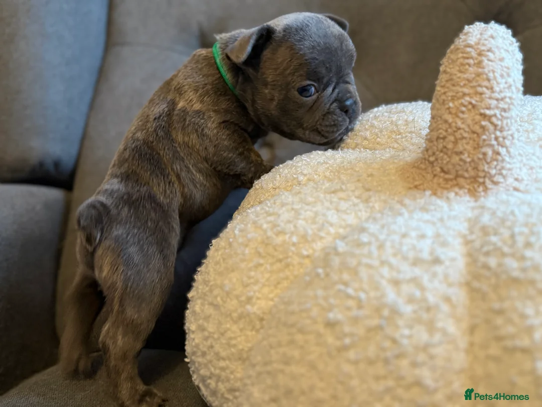 French Bulldog dogs for sale: ✨Stunning Pedigree French Bulldog Puppies✨ - Advert 7