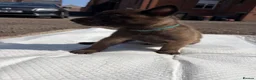 Belgian Shepherd Dog dogs for sale: Mali puppies  in Bishop Auckland - Advert 30