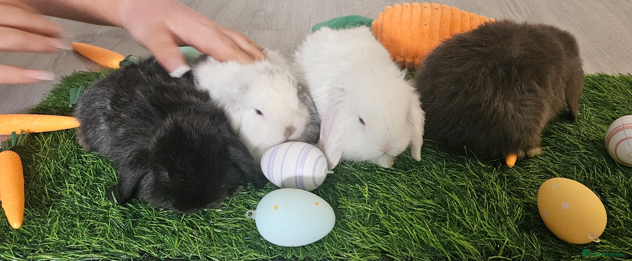 Mini Lop rabbits Min lop  - Advert 5