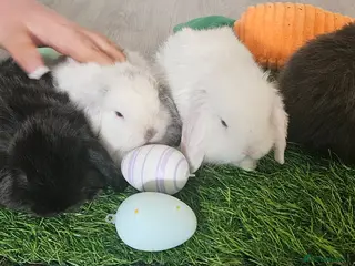 Mini Lop rabbits Min lop - Advert 5