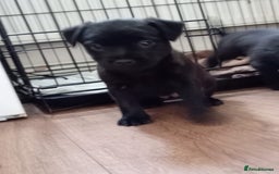 Mixed Breed dogs for sale: 3/4 border terrier pups  - Image 7