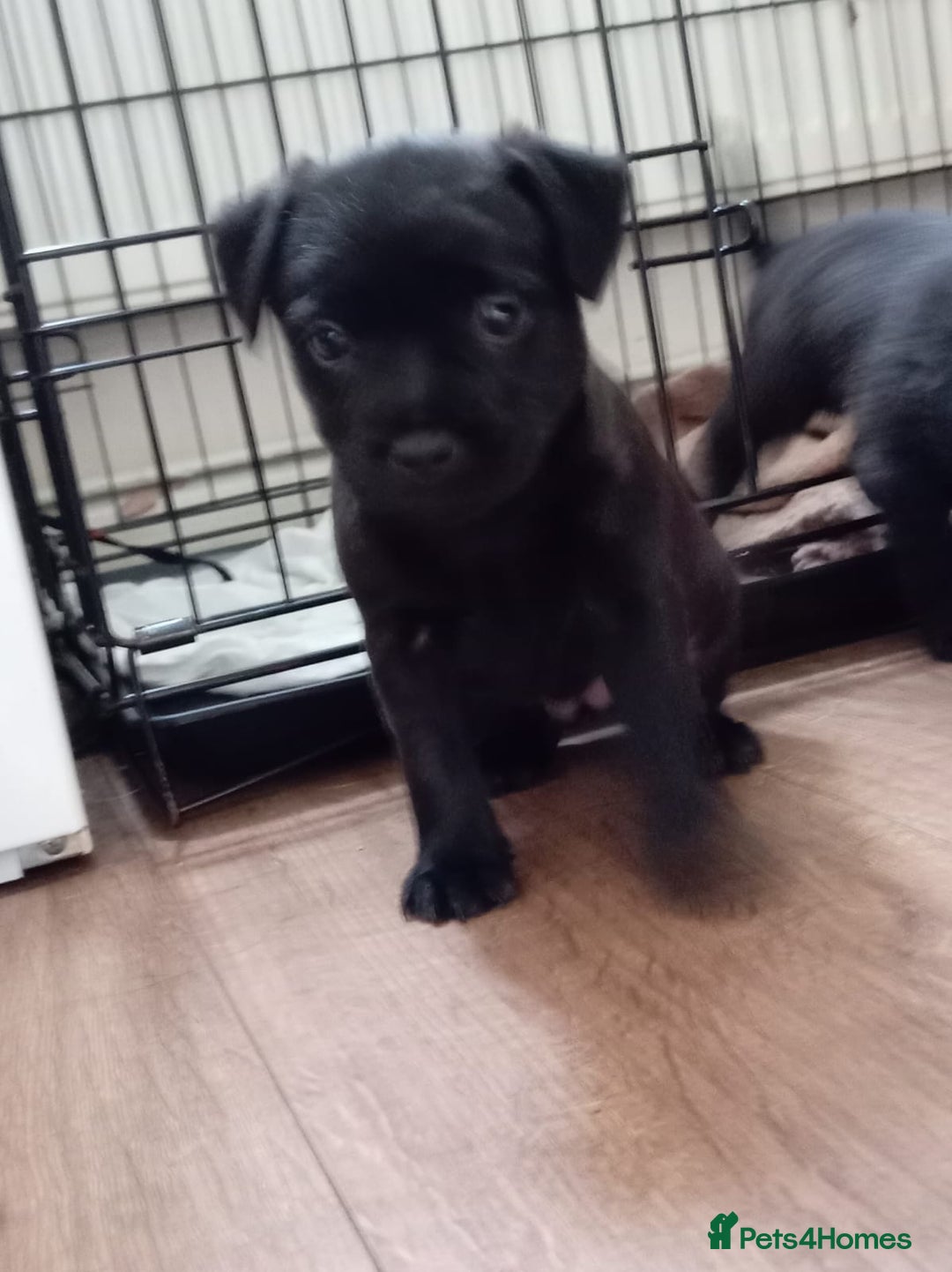 Mixed Breed dogs for sale: 3/4 border terrier pups  - Image 7