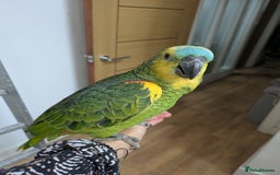 Parrots birds for sale: 2 girls 2 boys silly tamed blue fronted Amazons - Image 8