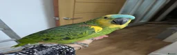 Parrots birds for sale: 2 girls 2 boys silly tamed blue fronted Amazons - Advert 8