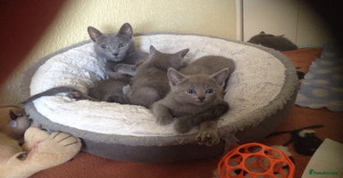 Russian Blue cats - Advert 3