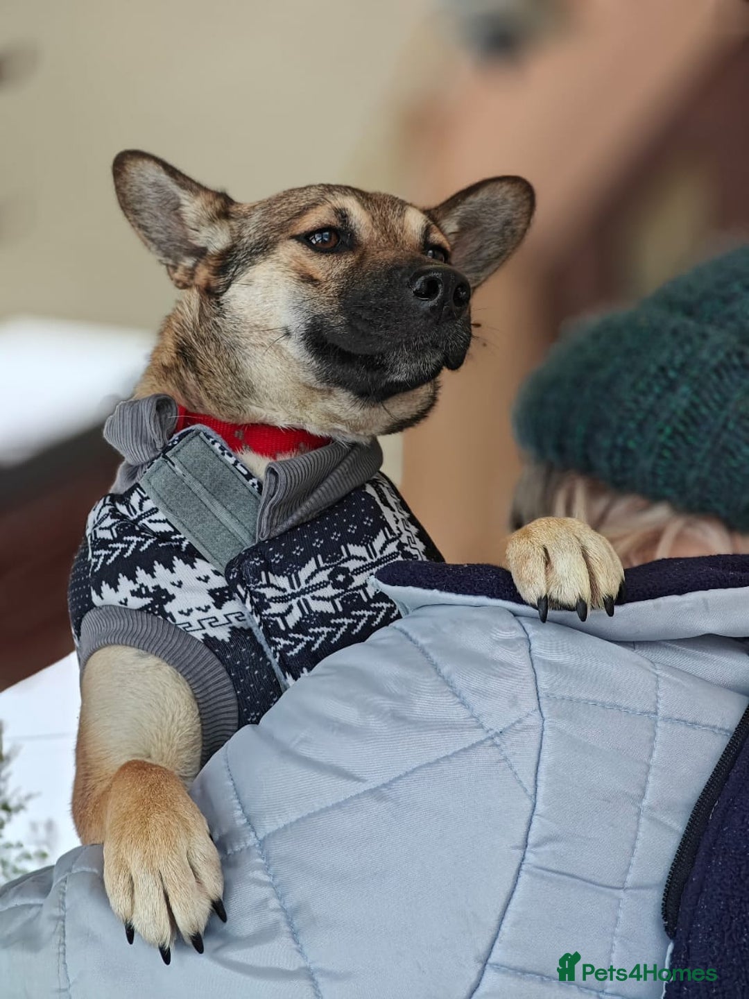 Mixed Breed dogs for adoption: ❤️TESSA – Soft and Gentle Puppy❤️ - Advert 9