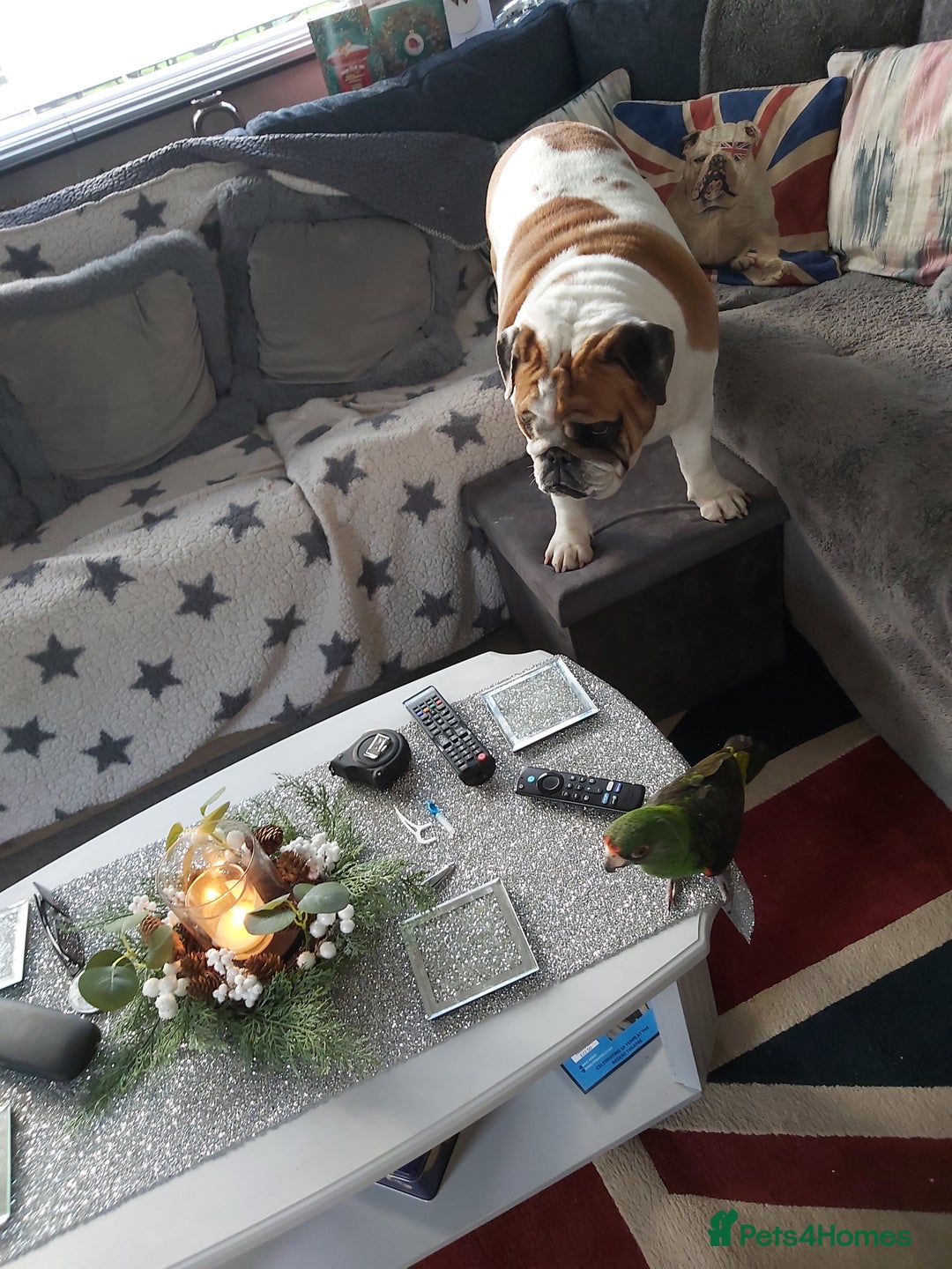 English Bulldog dogs for sale: 4 yr old female English (British)bulldog  - Advert 3