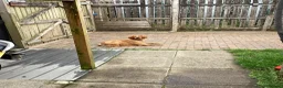 Brittany Spaniel dogs for sale: Adult Brittany spaniel in Glasgow - Advert 1